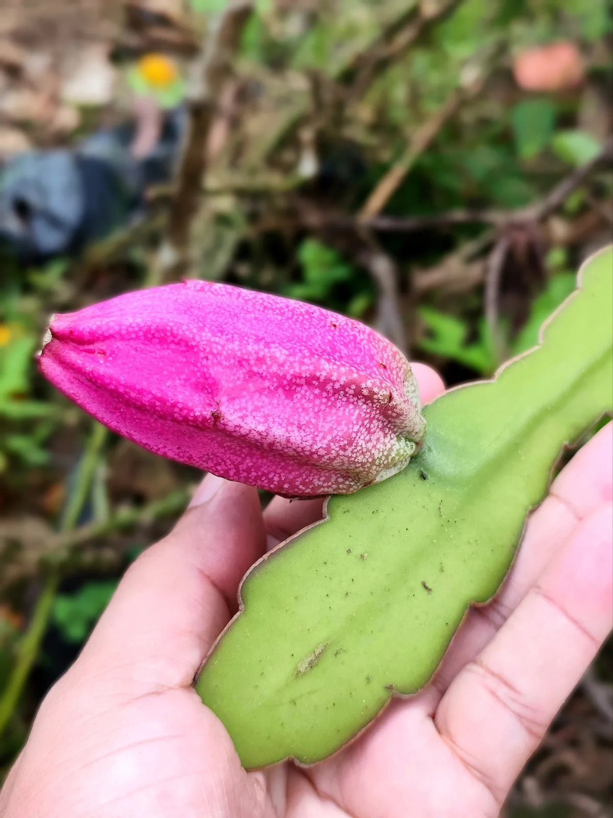 Epiphyllum phyllanthus