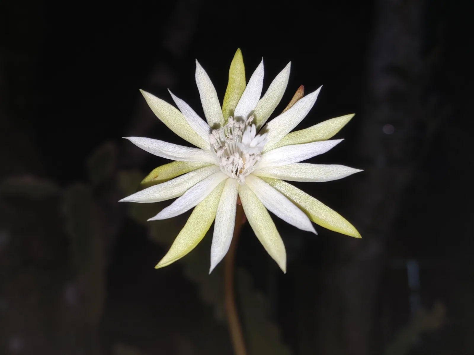 Epiphyllum phyllanthus