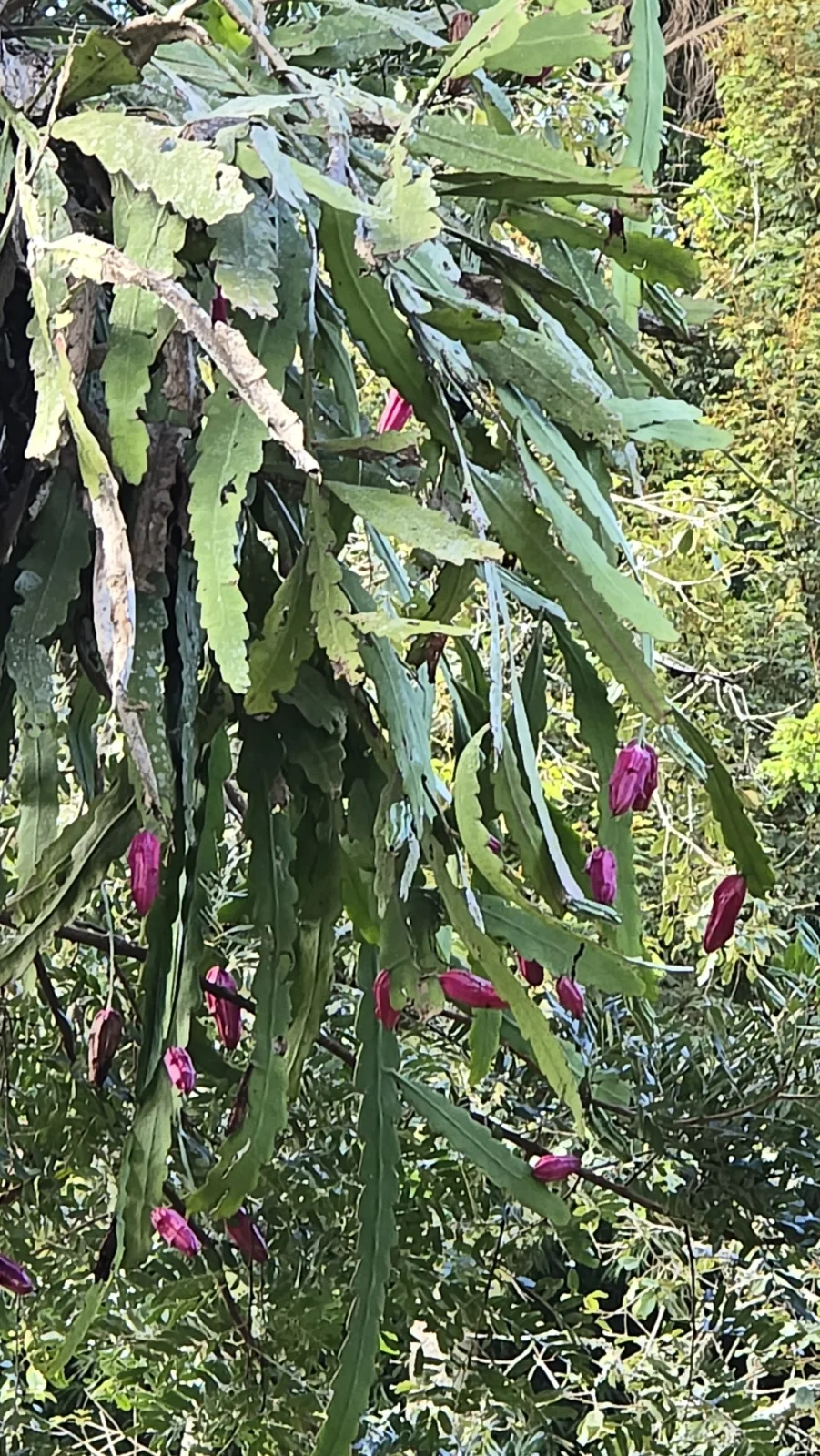 Epiphyllum phyllanthus