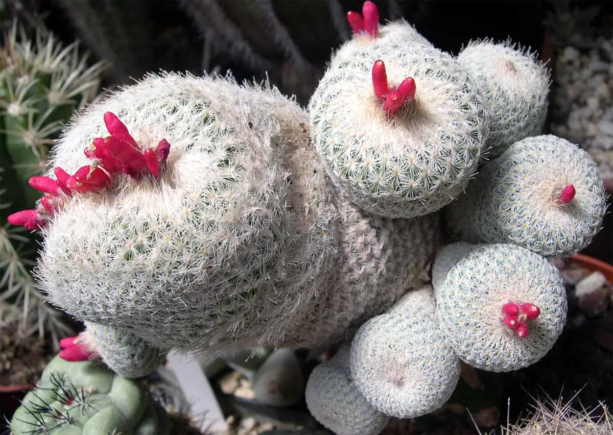 Epithelantha micromeris