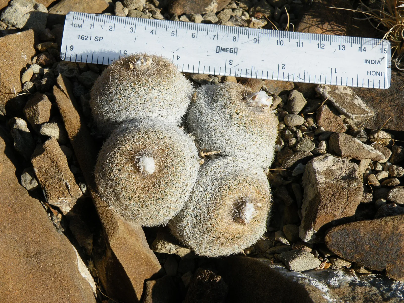 Epithelantha micromeris