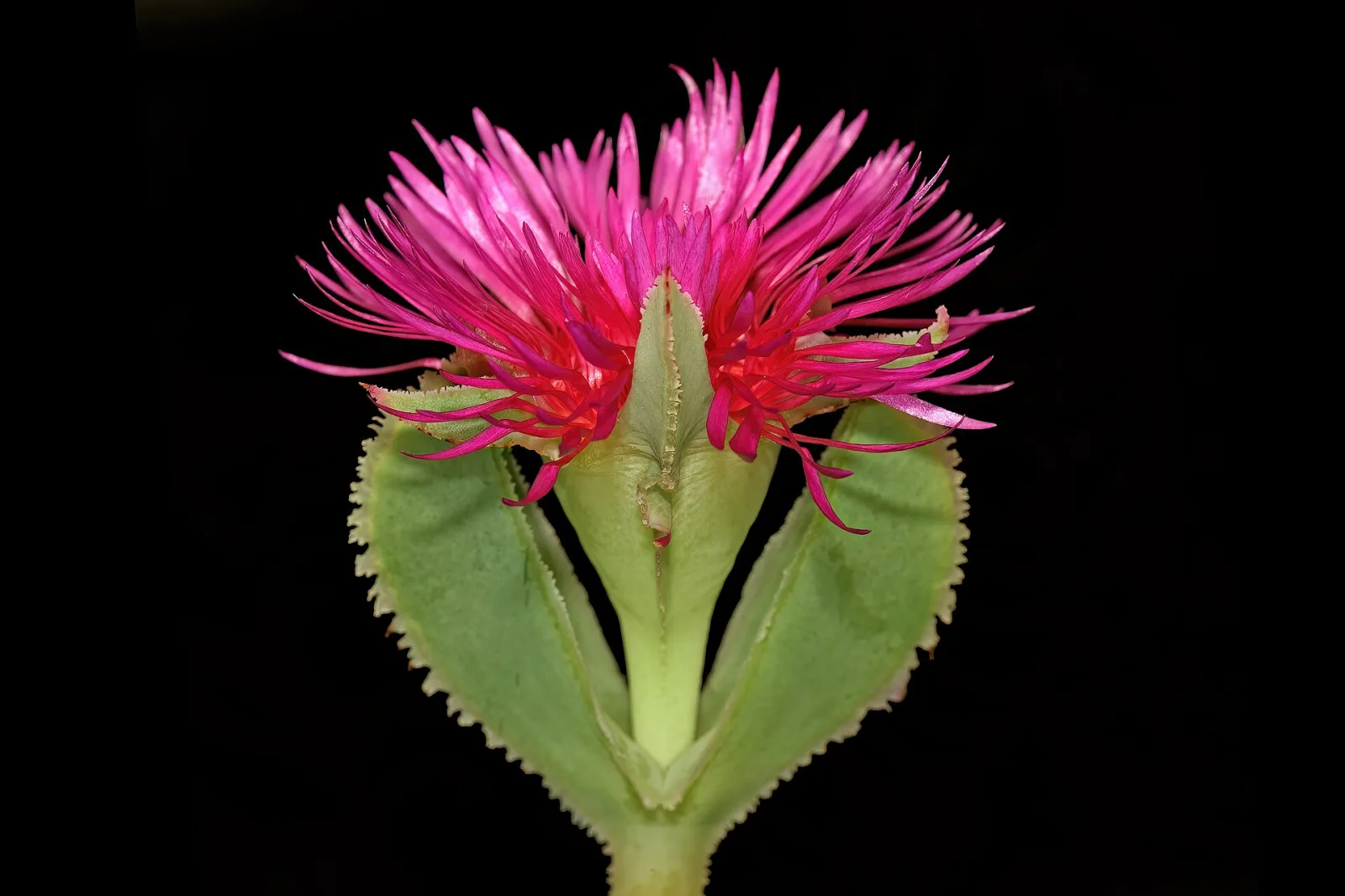Erepsia lacera