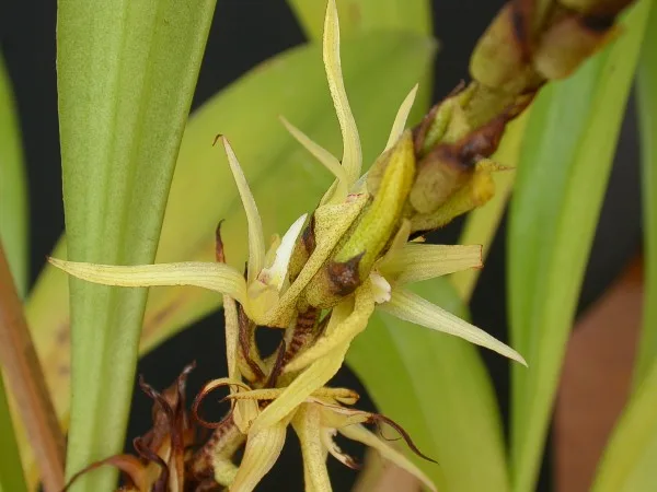 Eria javanica