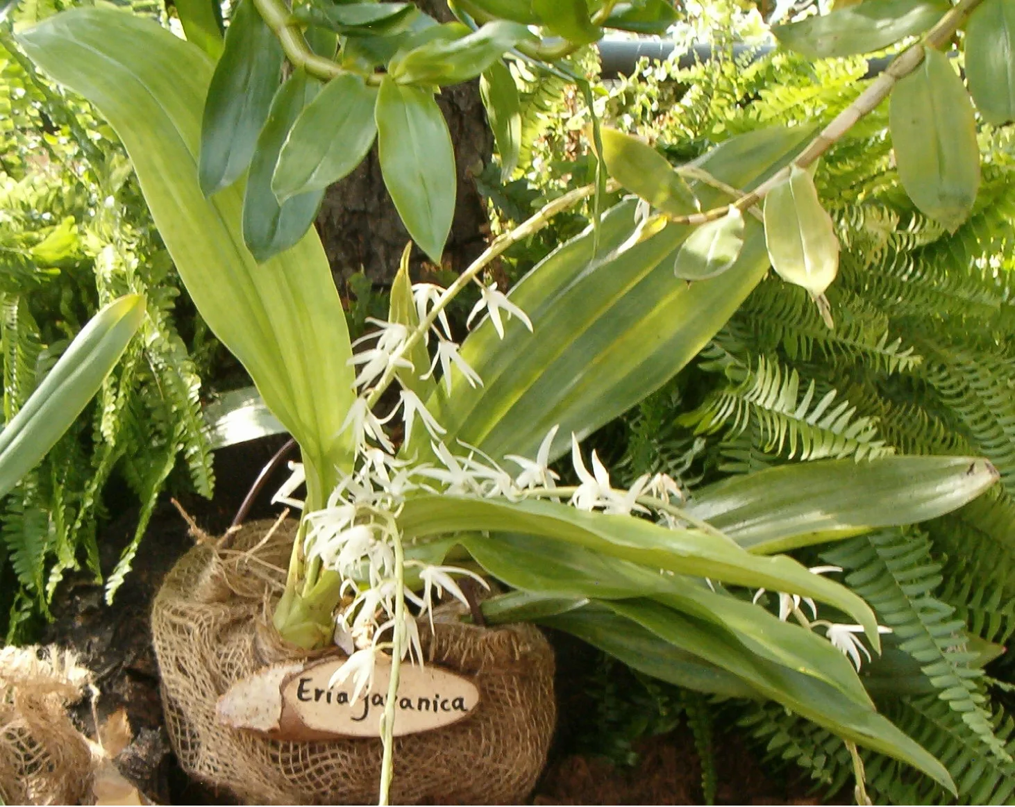 Eria javanica