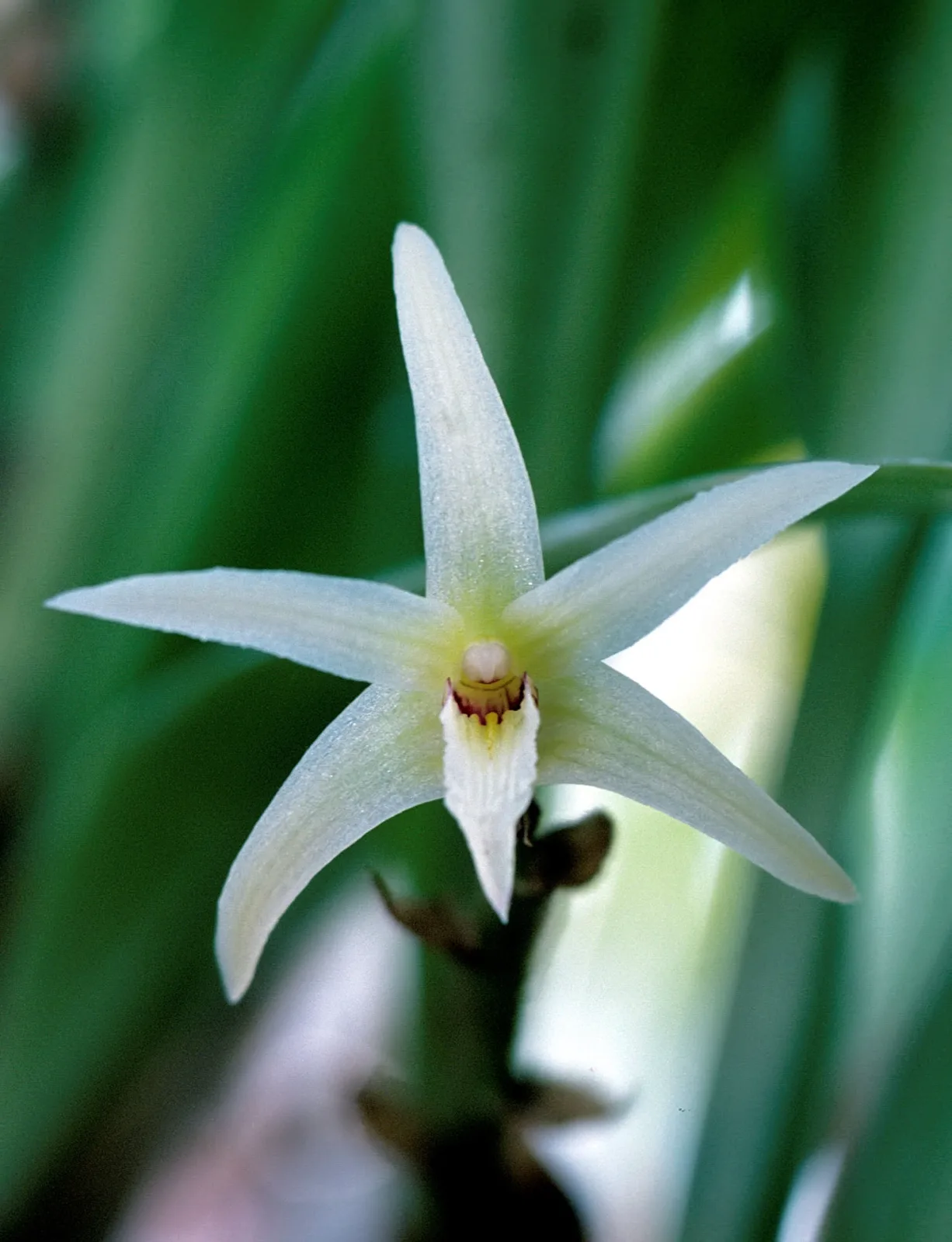 Eria javanica