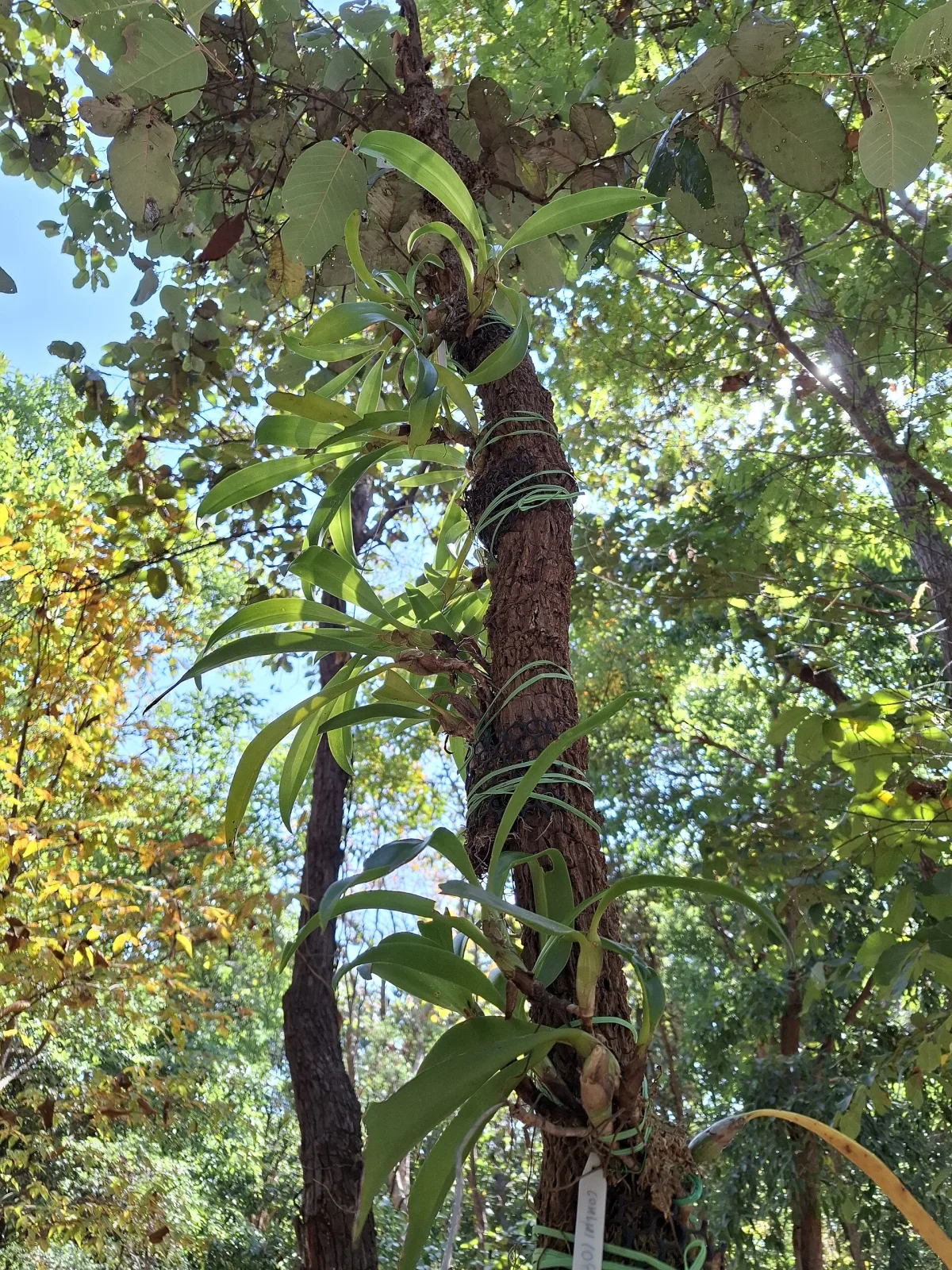 Eria ornata