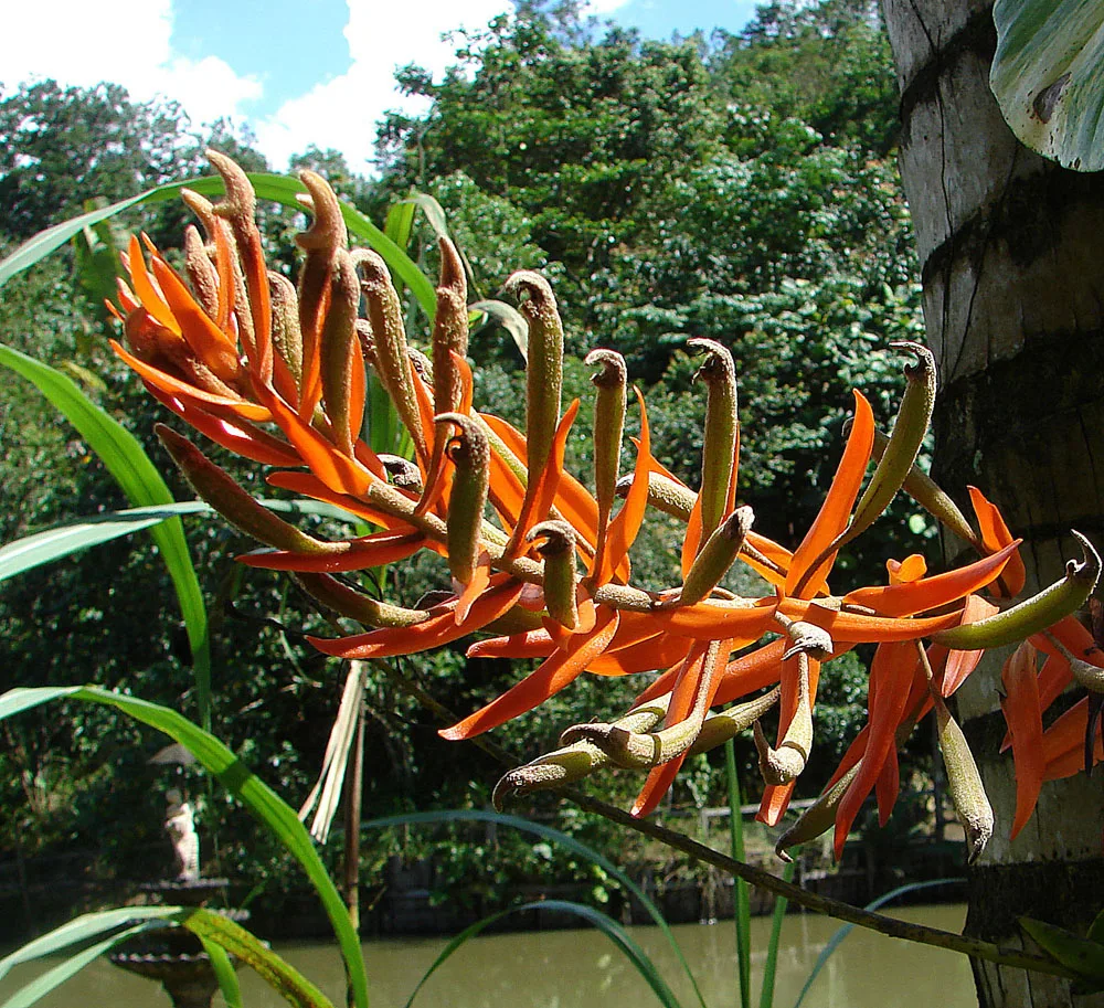Eria ornata