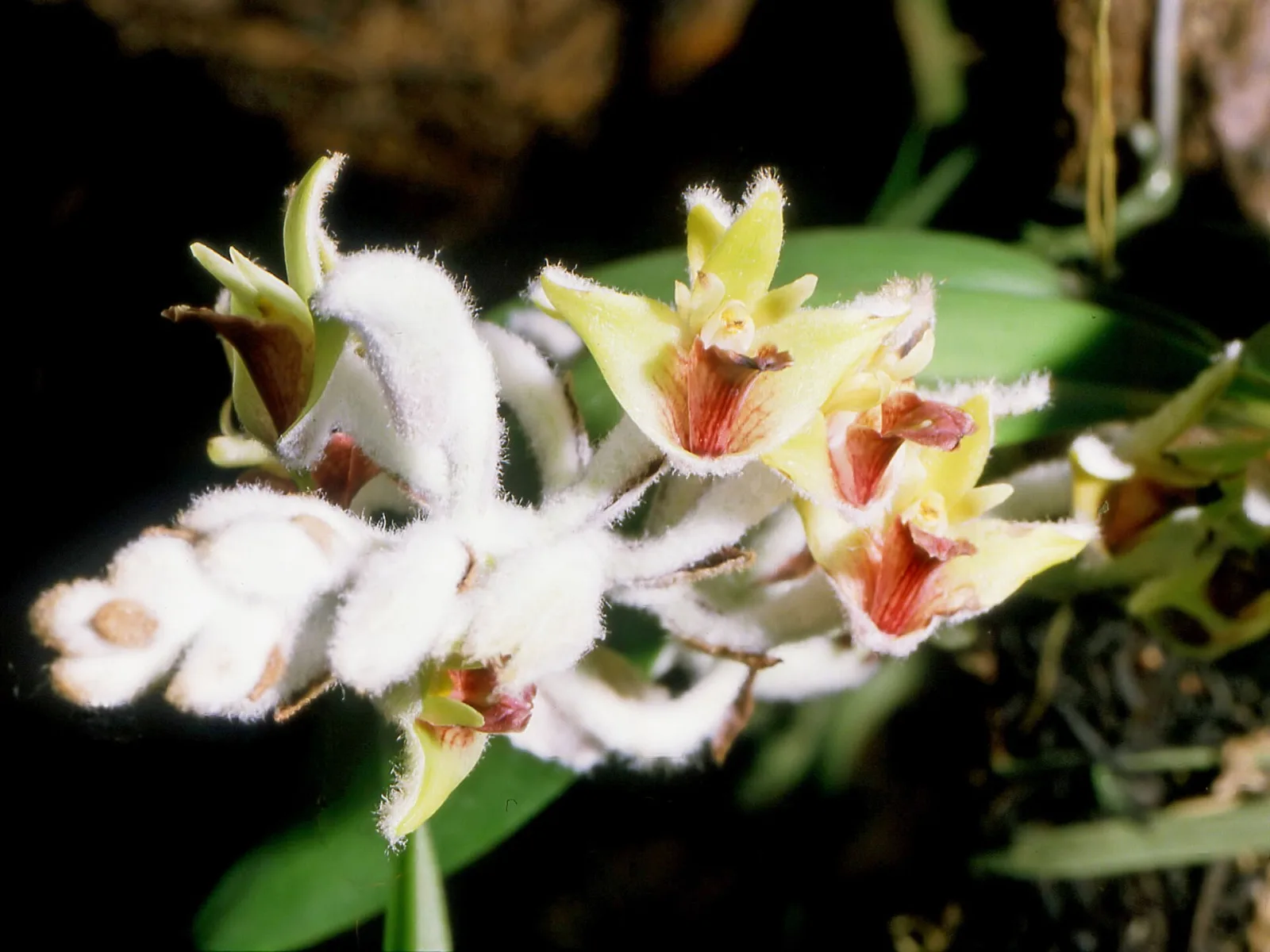 Eria tomentosa