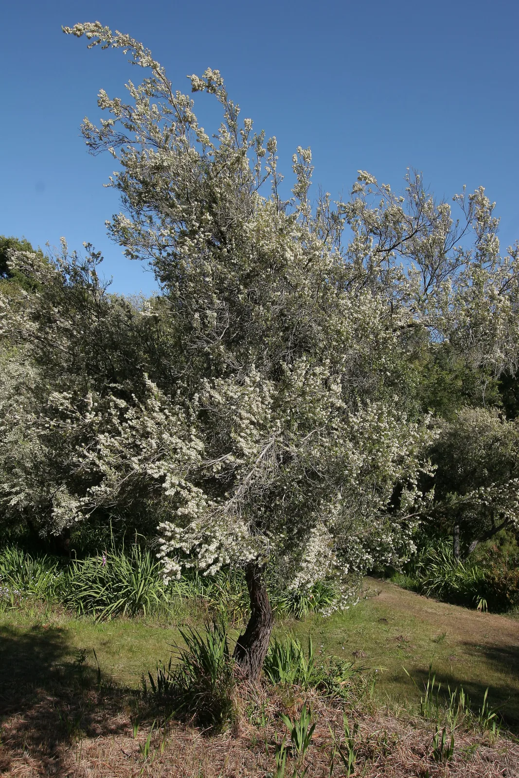 Erica caffra