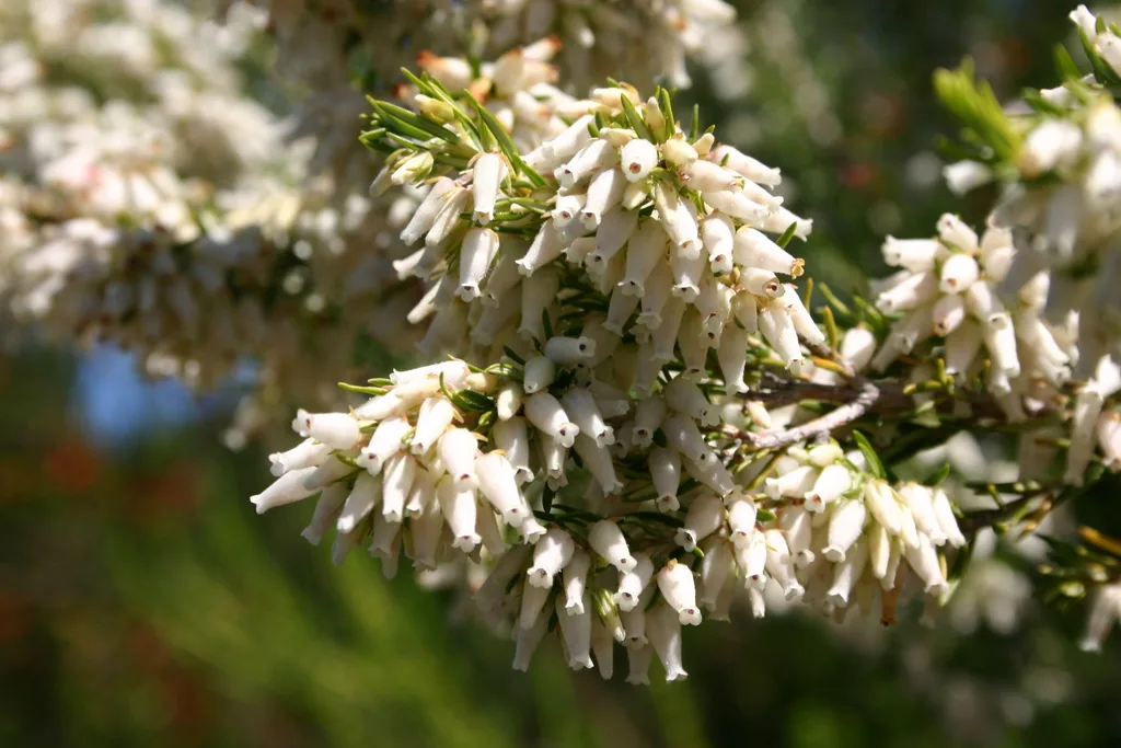 Erica caffra