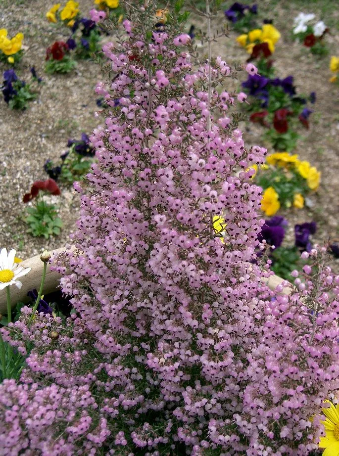 Erica canaliculata
