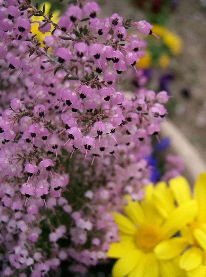 Erica canaliculata
