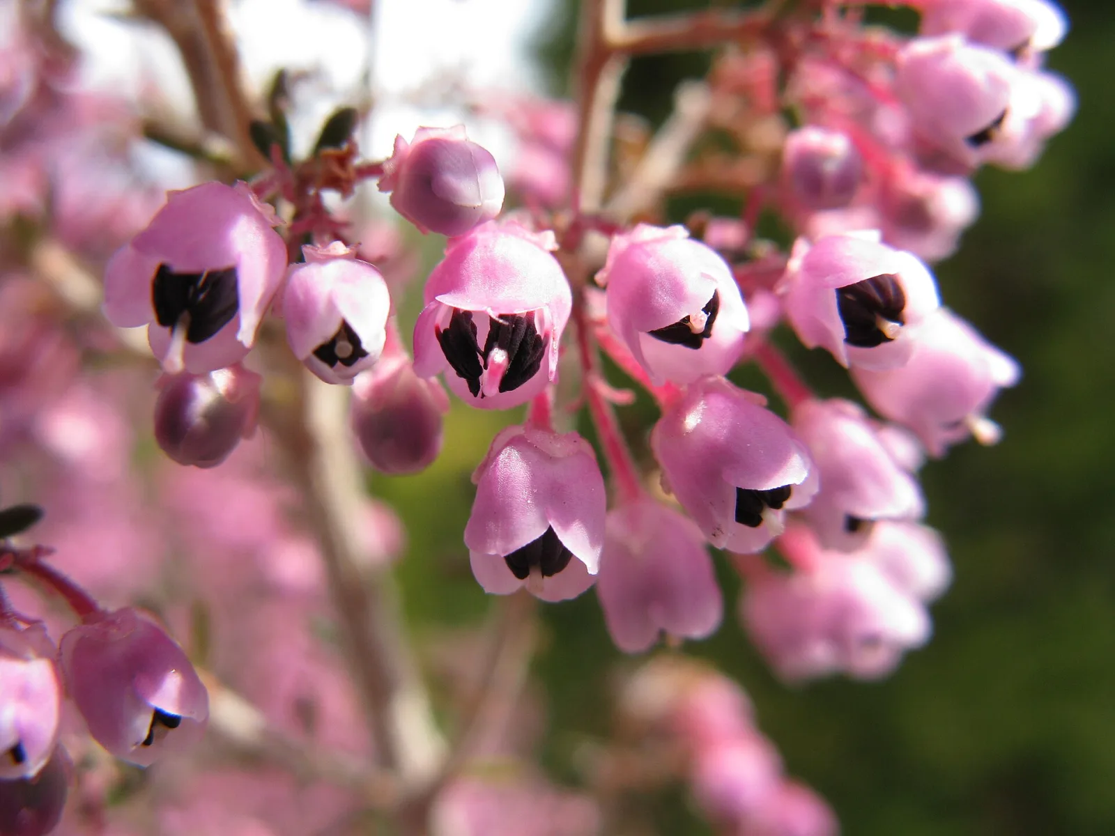 Erica canaliculata