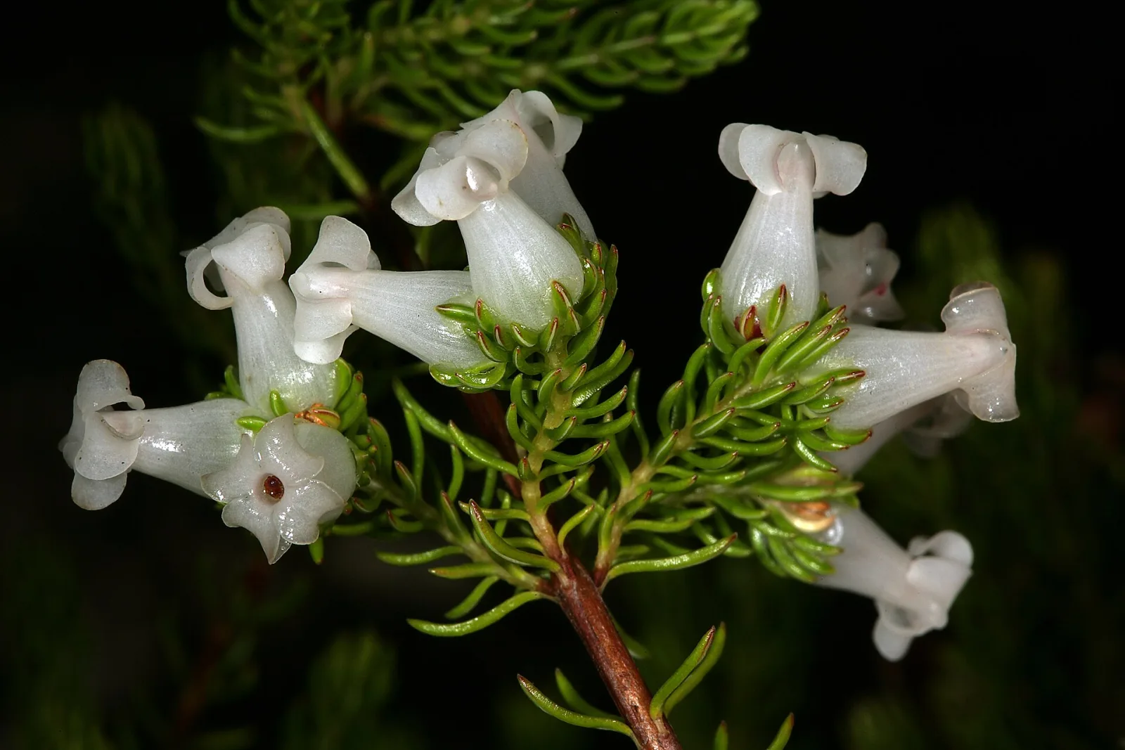 Erica denticulata
