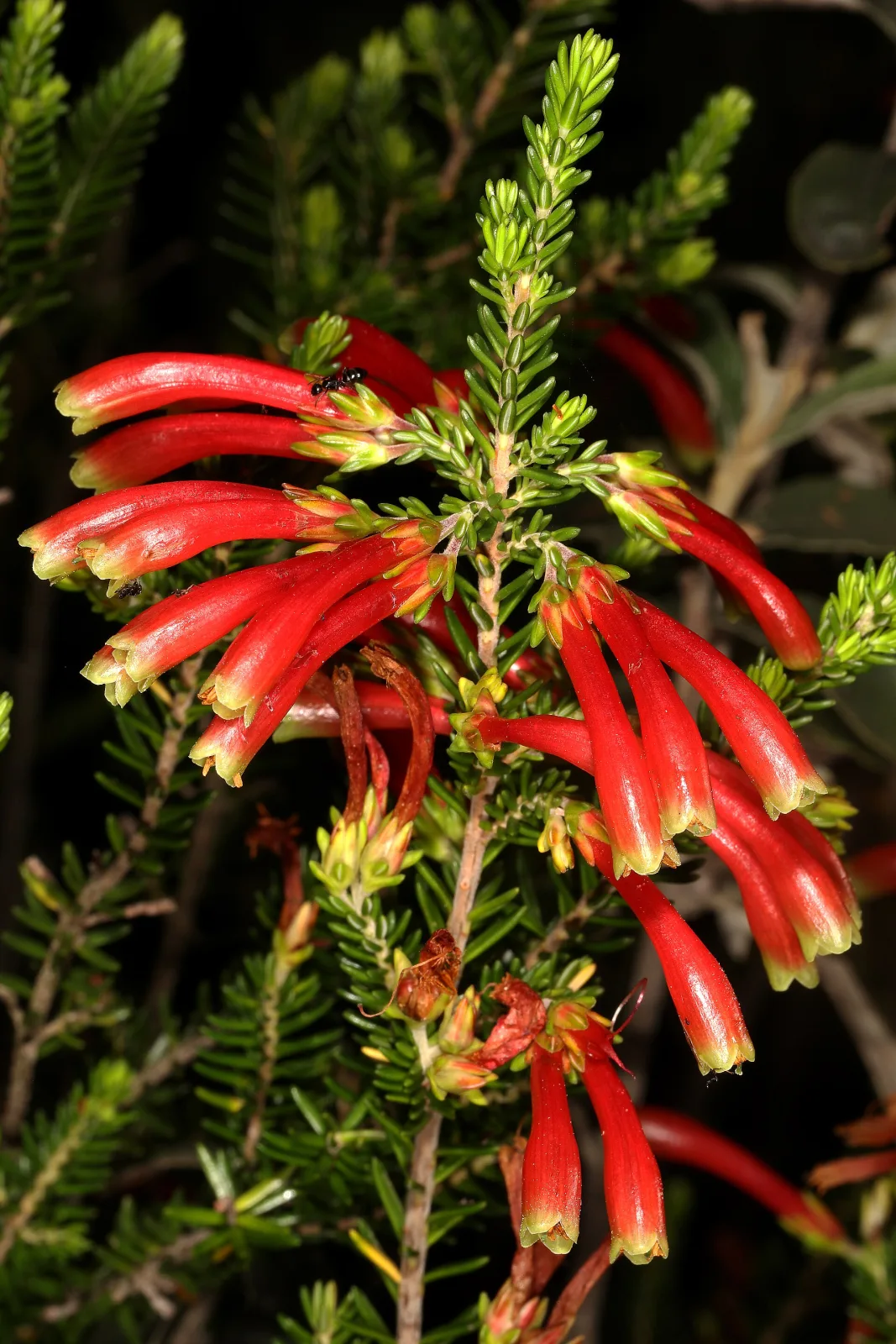 Erica discolor