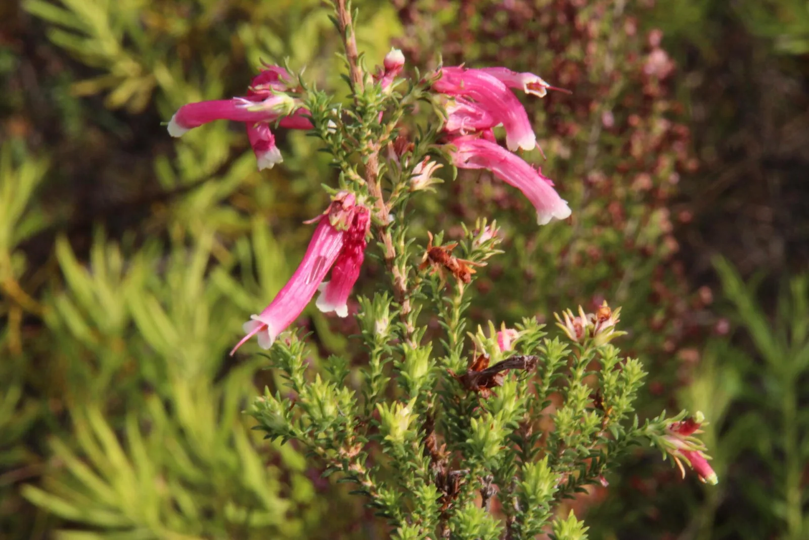 Erica discolor
