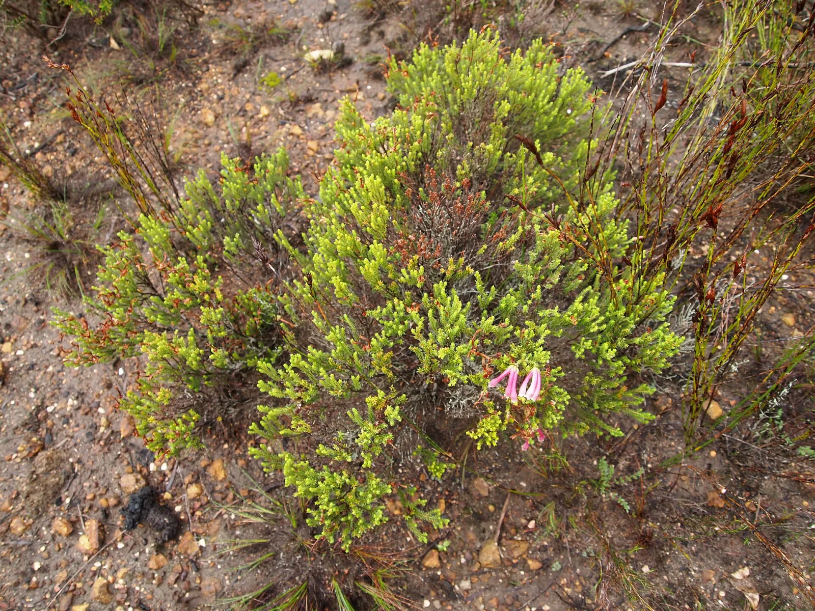Erica discolor