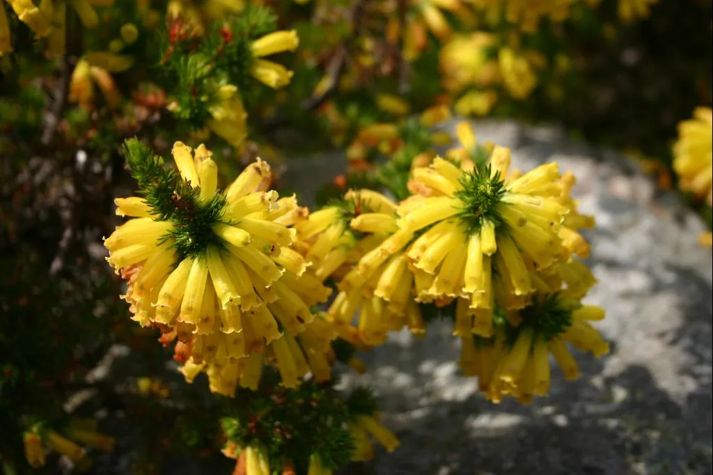 Erica patersonia