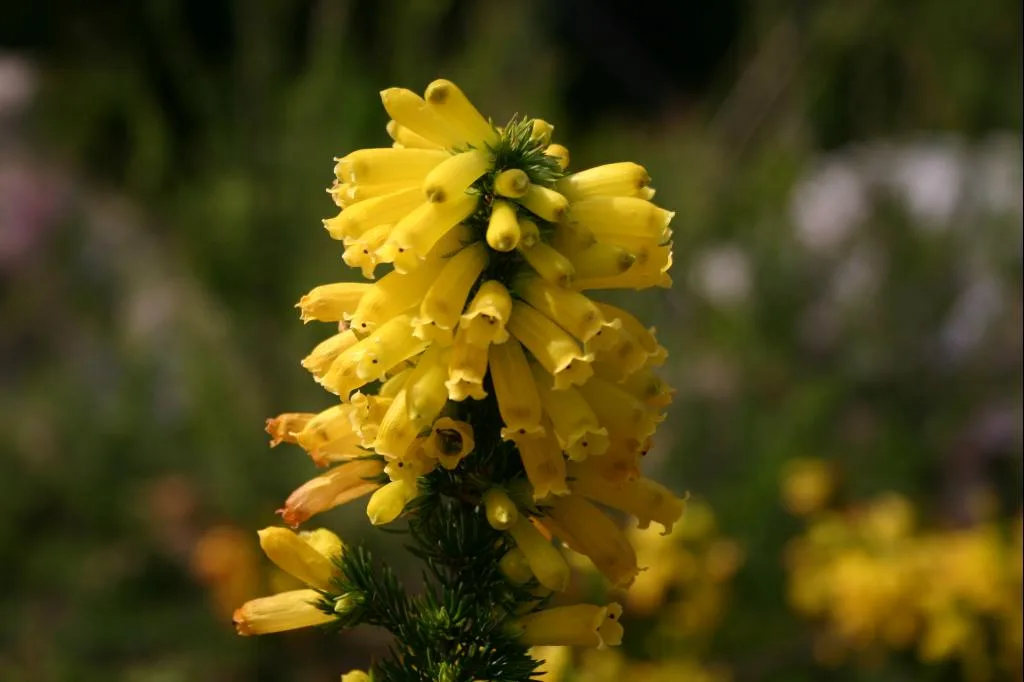 Erica patersonia