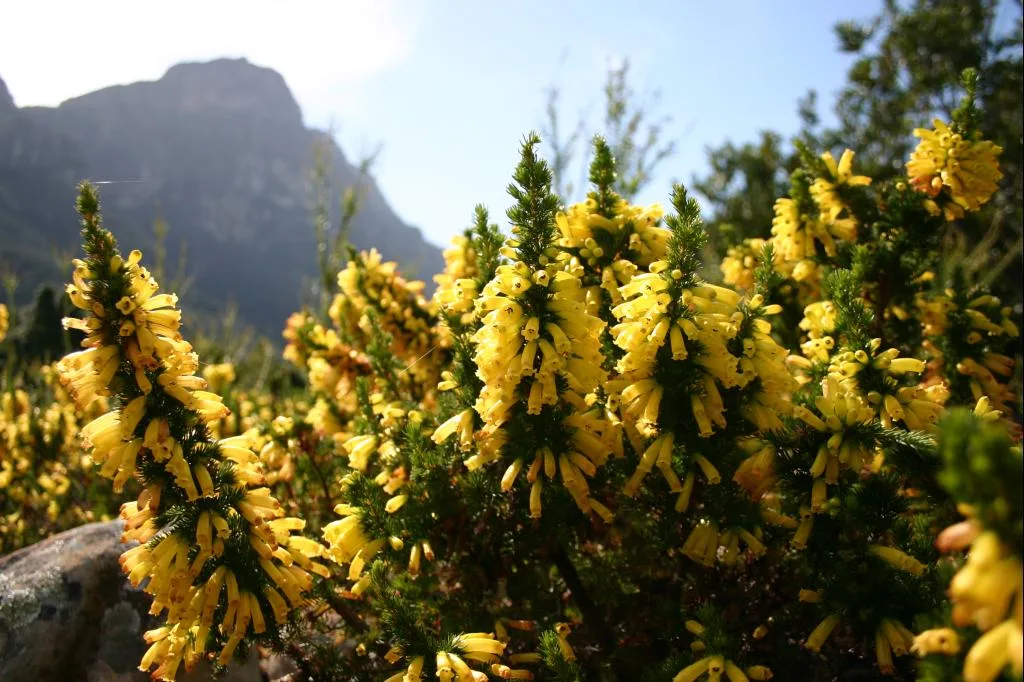 Erica patersonia