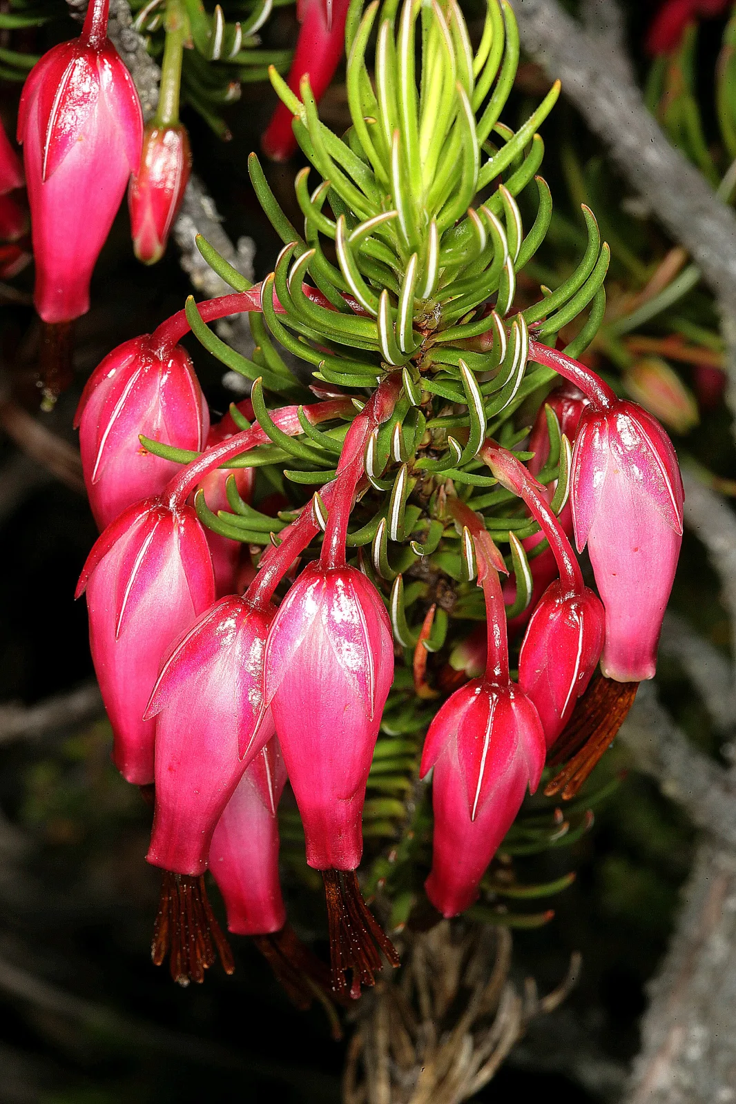 Erica plukenetii