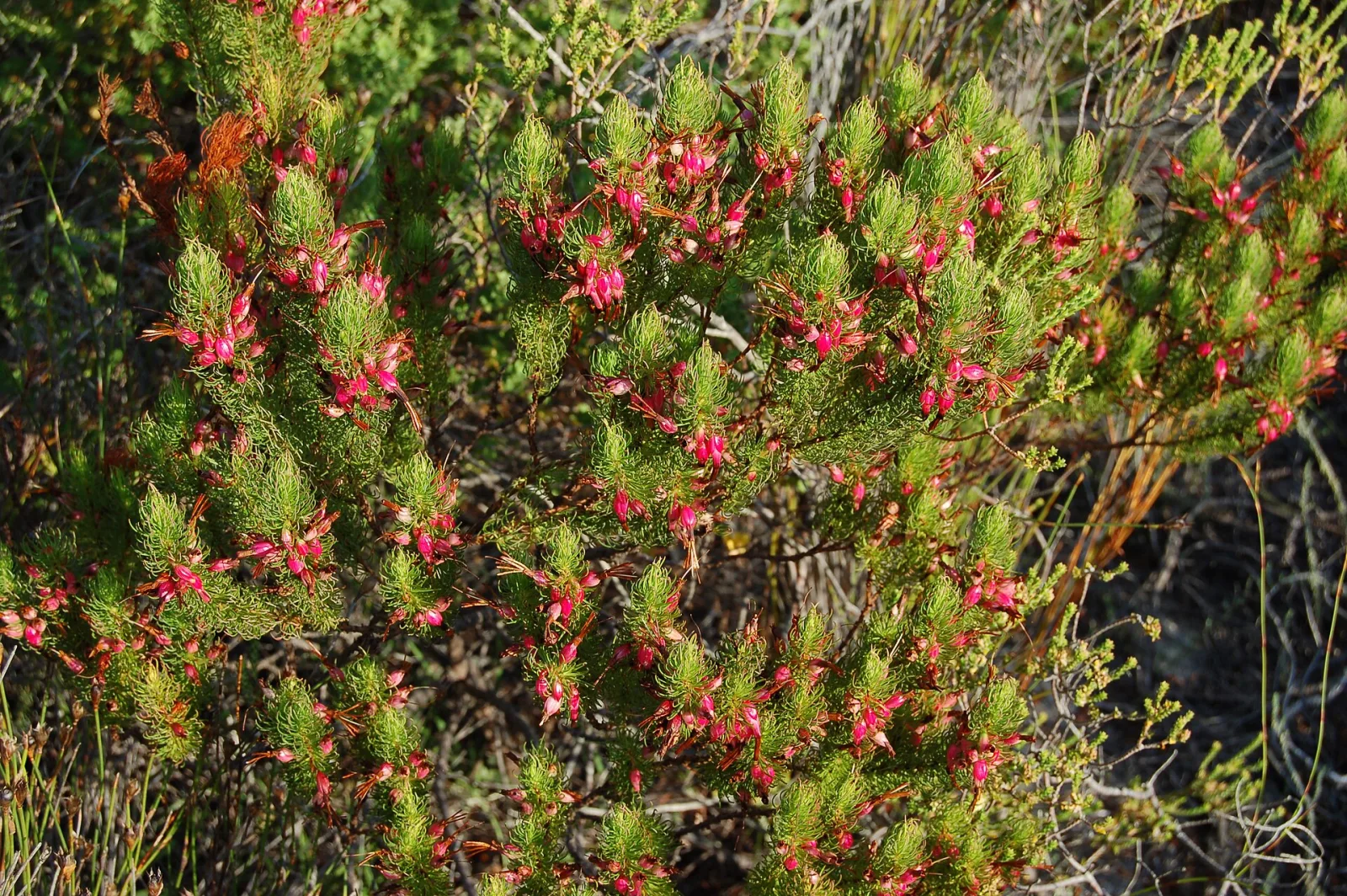 Erica plukenetii