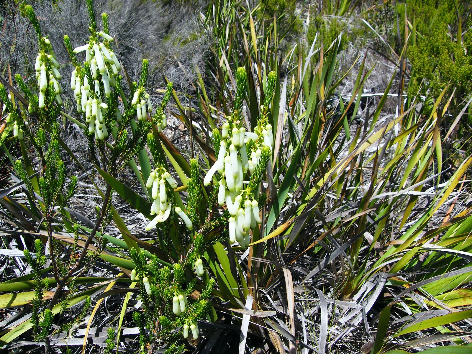 Erica sessiliflora