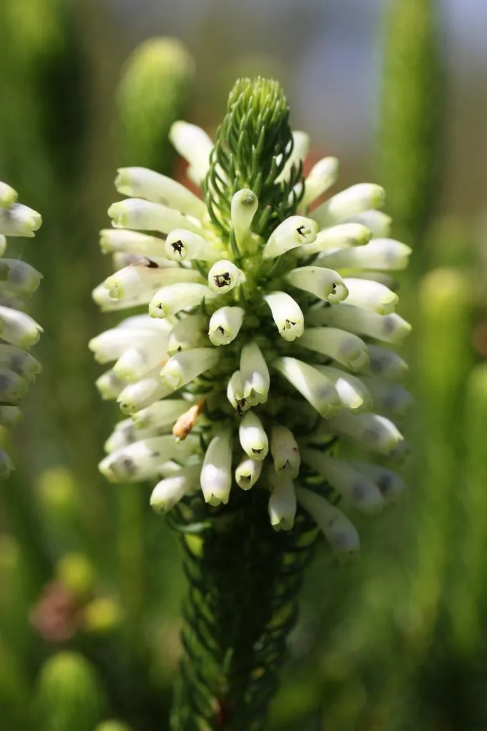 Erica sessiliflora