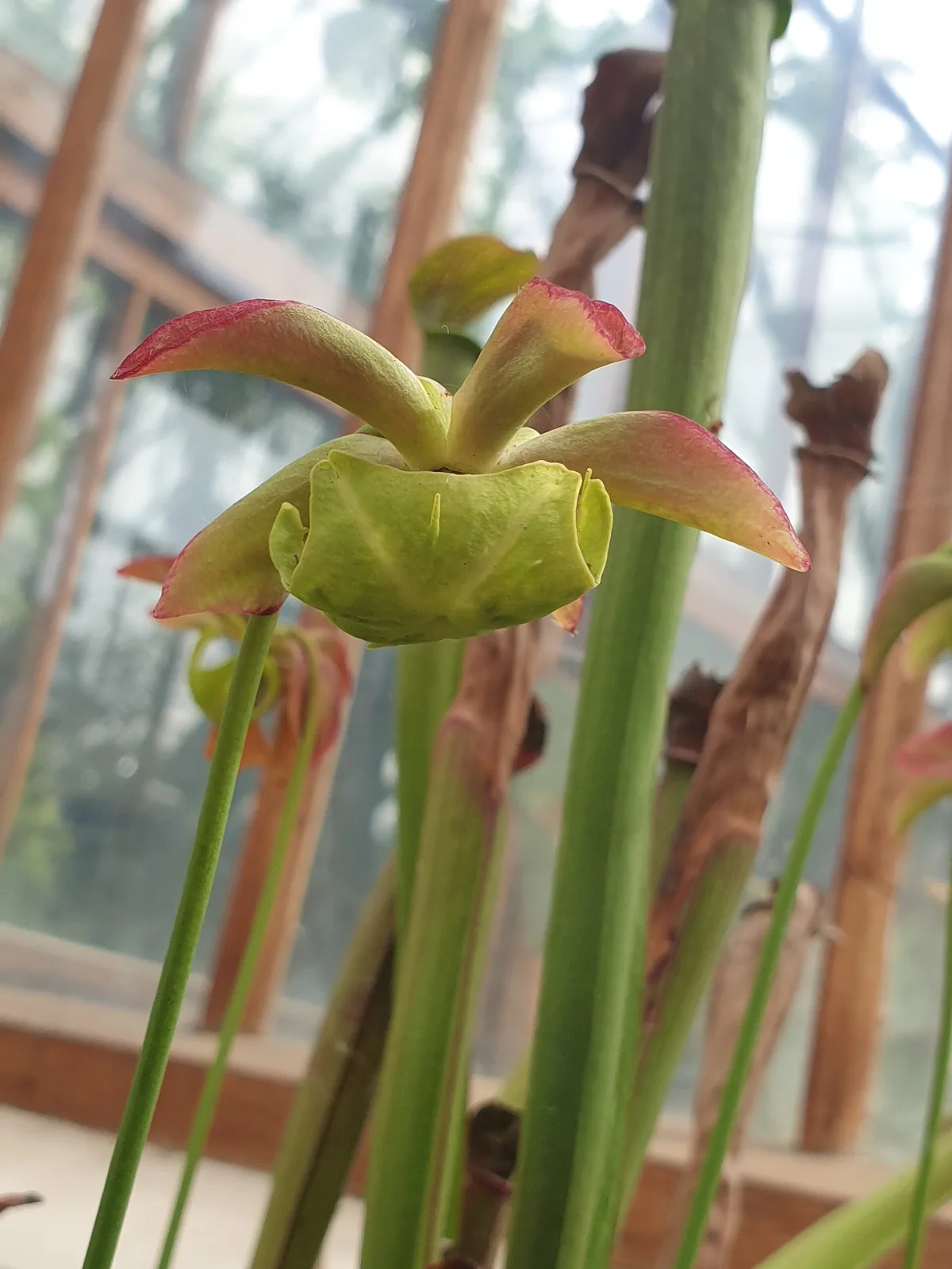 Sarracenia rubra ssp. rubra