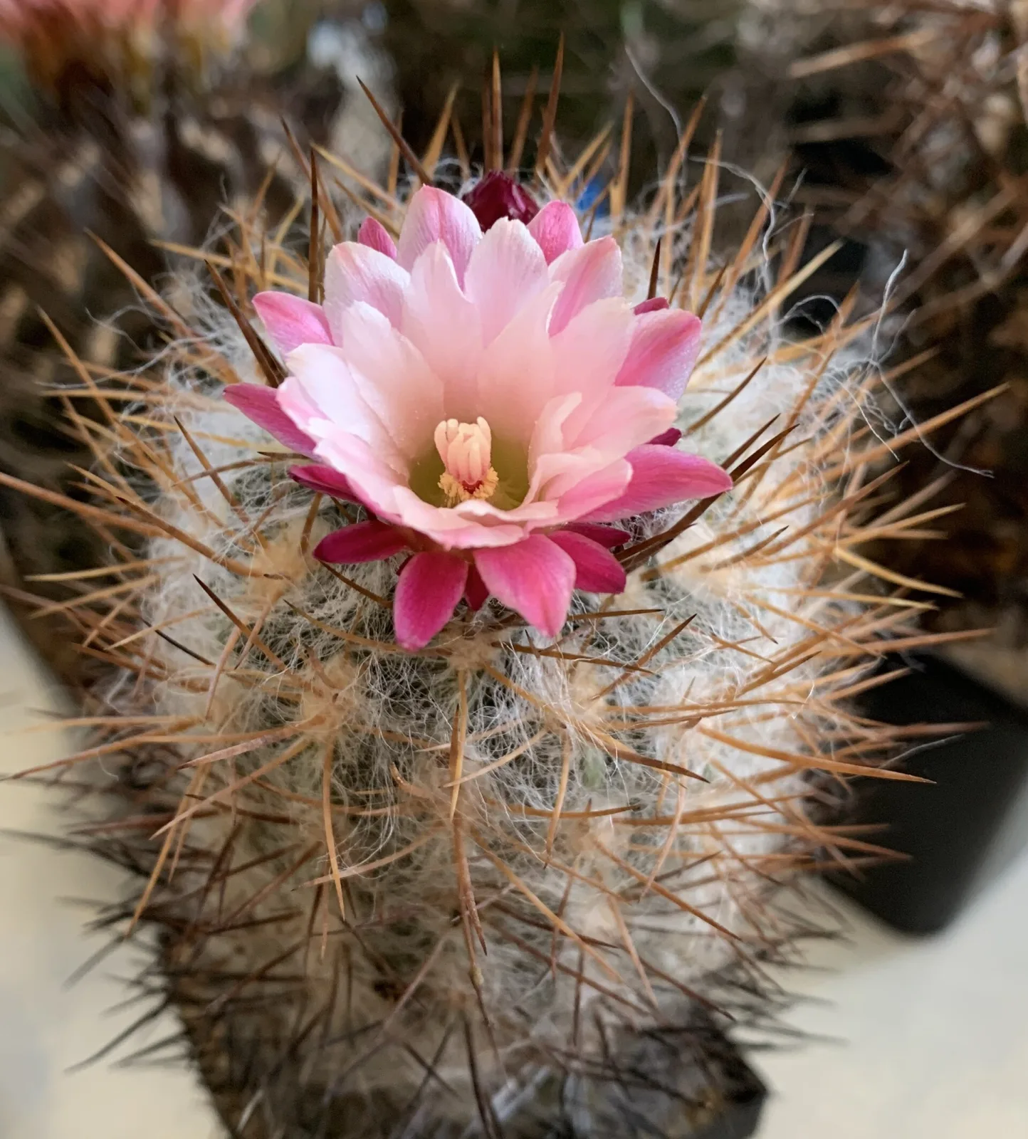 Pyrrhocactus floccosus