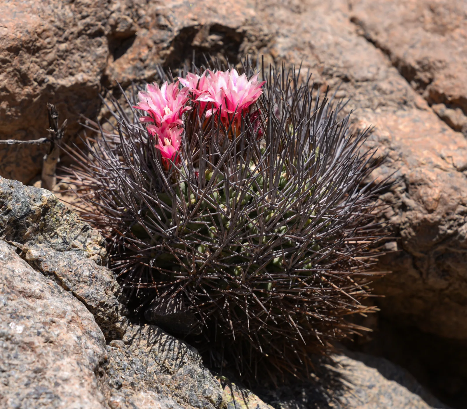 Pyrrhocactus floccosus