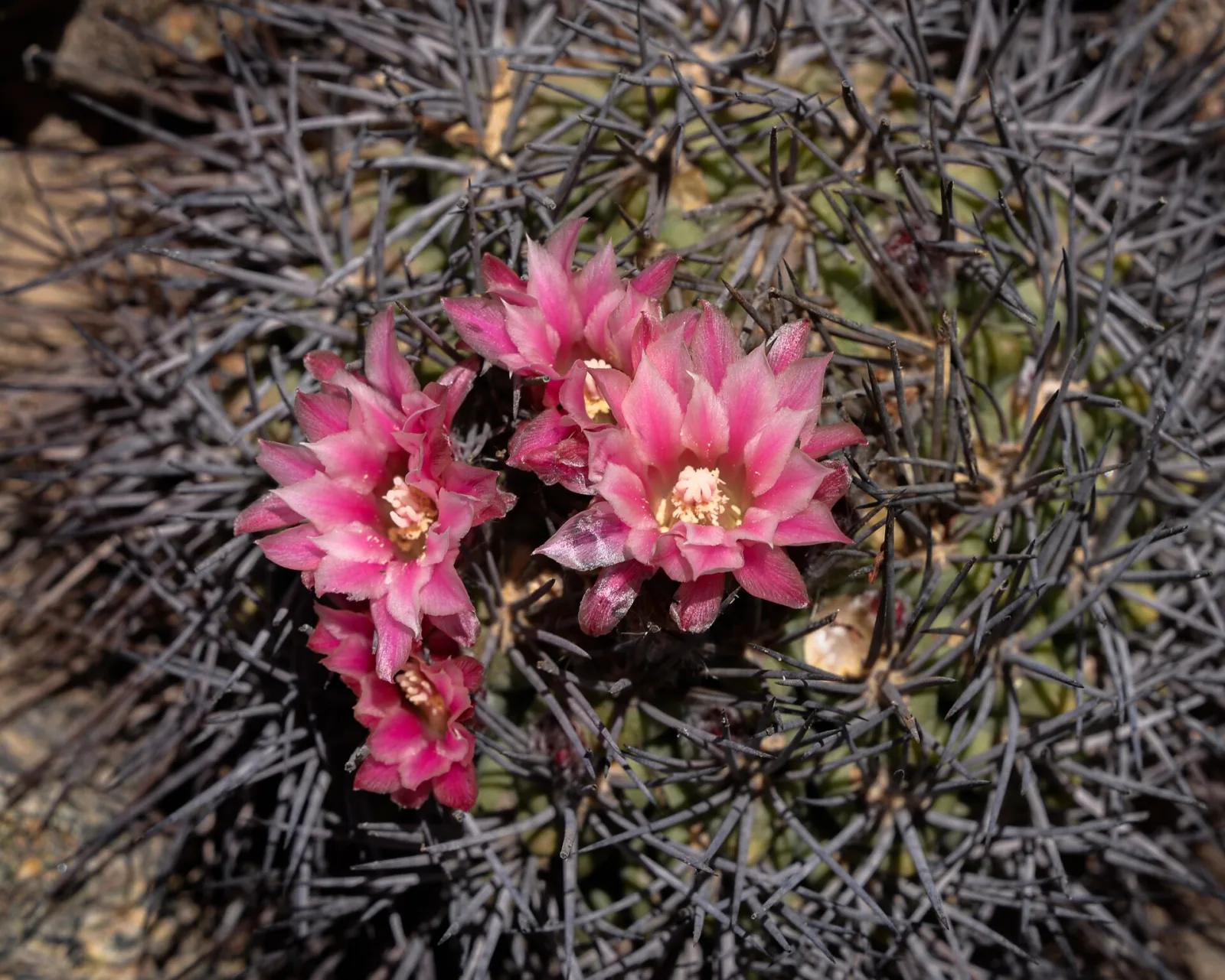 Pyrrhocactus floccosus
