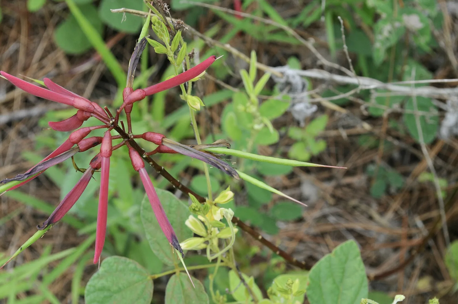 Erythrina herbacea