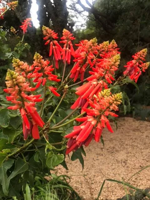 Erythrina humeana