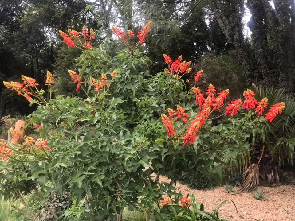 Erythrina humeana