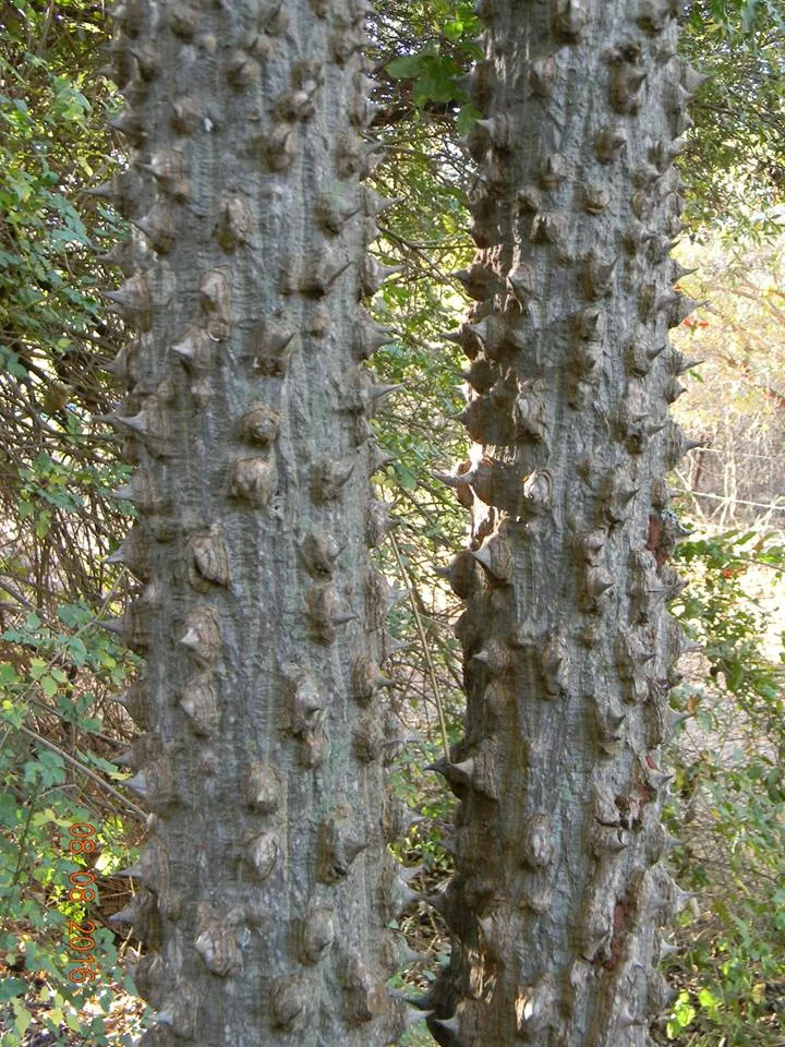 Erythrina livingstoniana