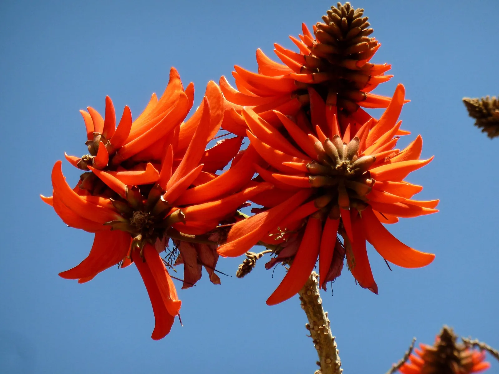 Erythrina lysistemon