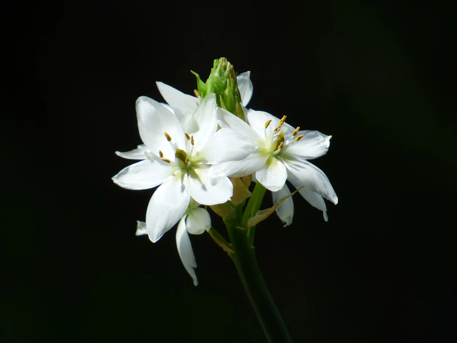 Ornithogalum thyrsoides