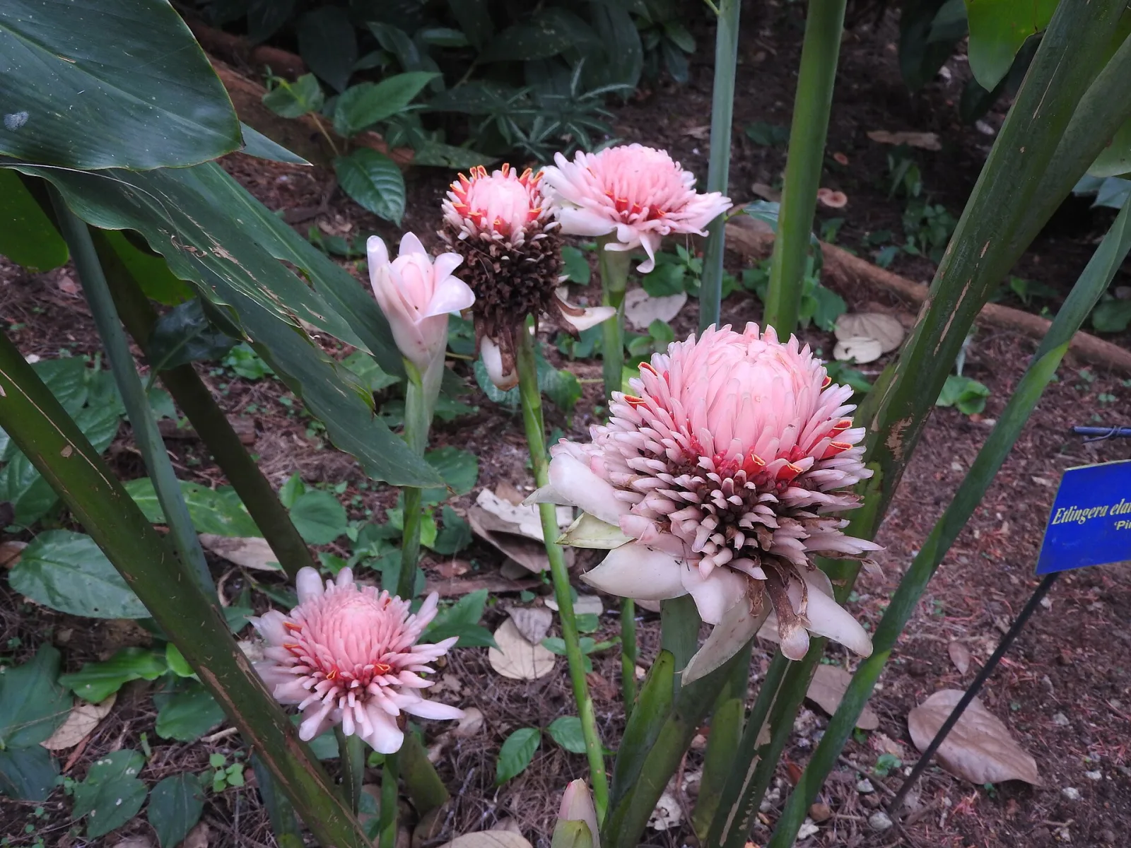 Etlingera elatior Pink