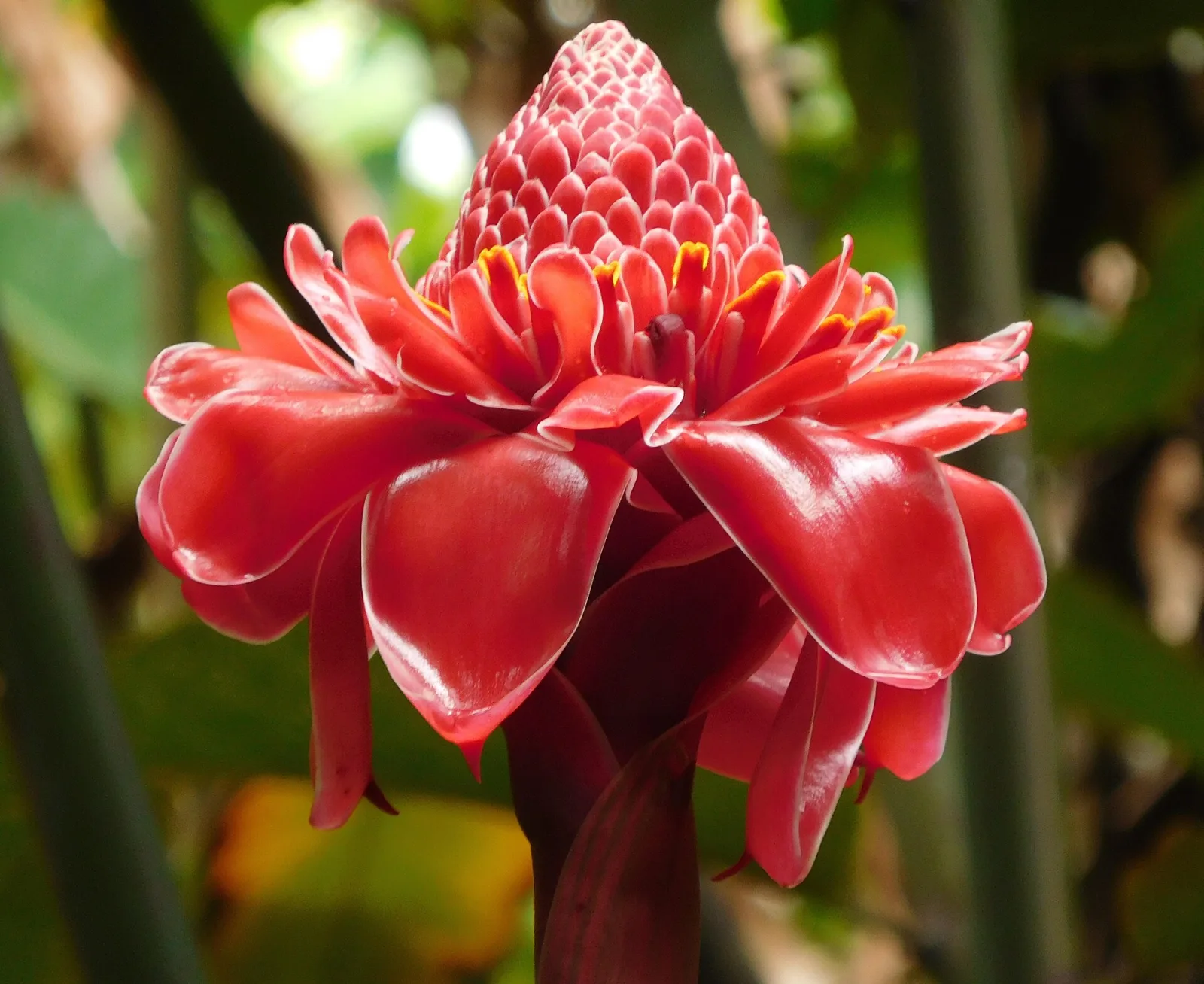 Etlingera elatior Red