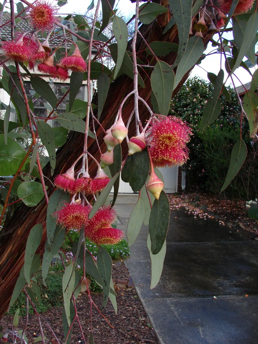 Eucalyptus caesia