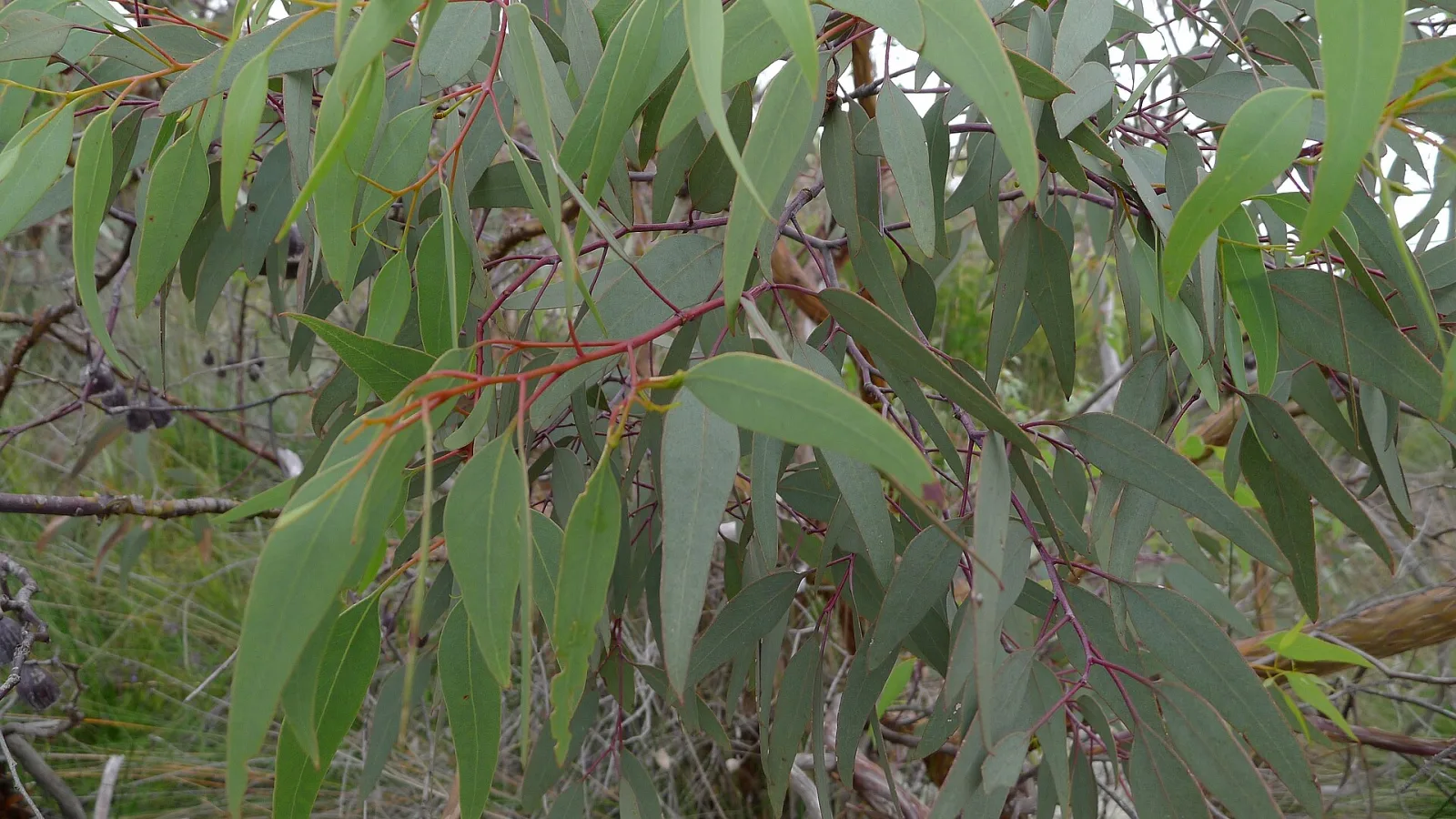 Eucalyptus caesia