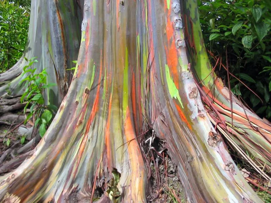 Eucalyptus deglupta