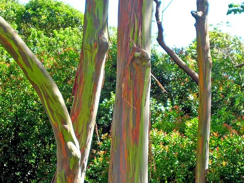 Eucalyptus deglupta