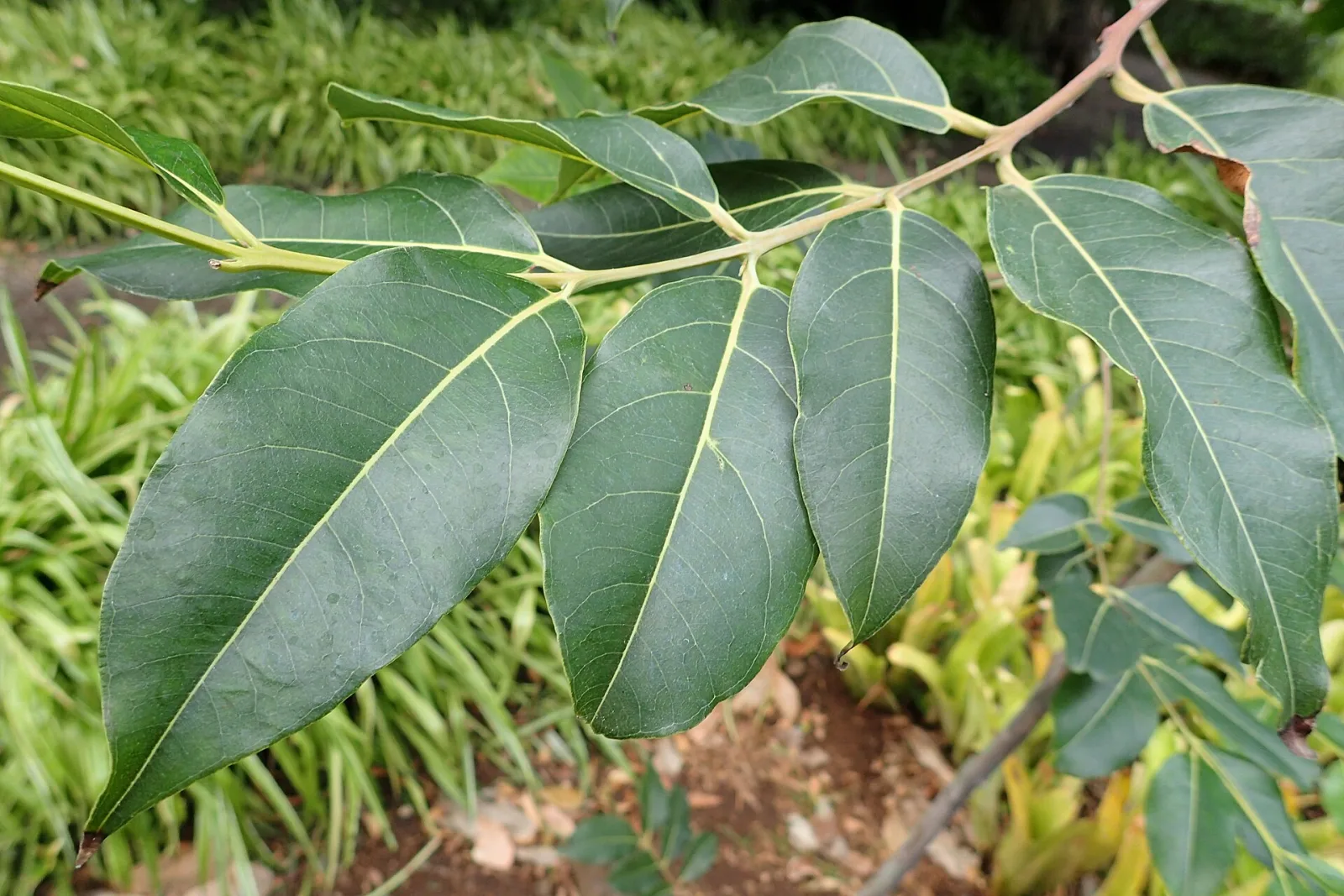 Eucalyptus deglupta