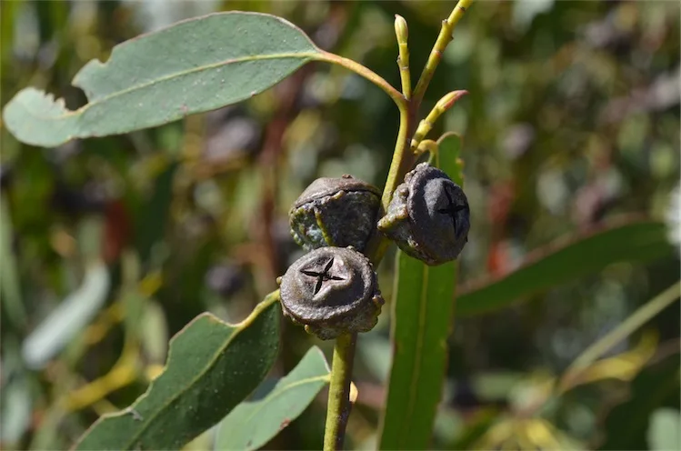 Eucalyptus globulus