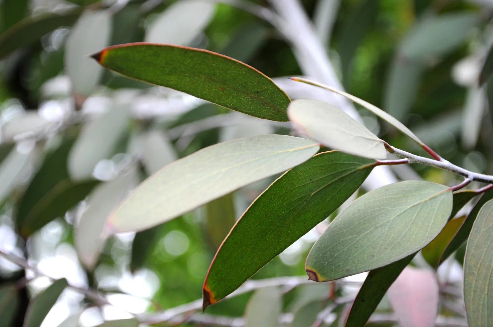 Eucalyptus pauciflora subsp. niphophila
