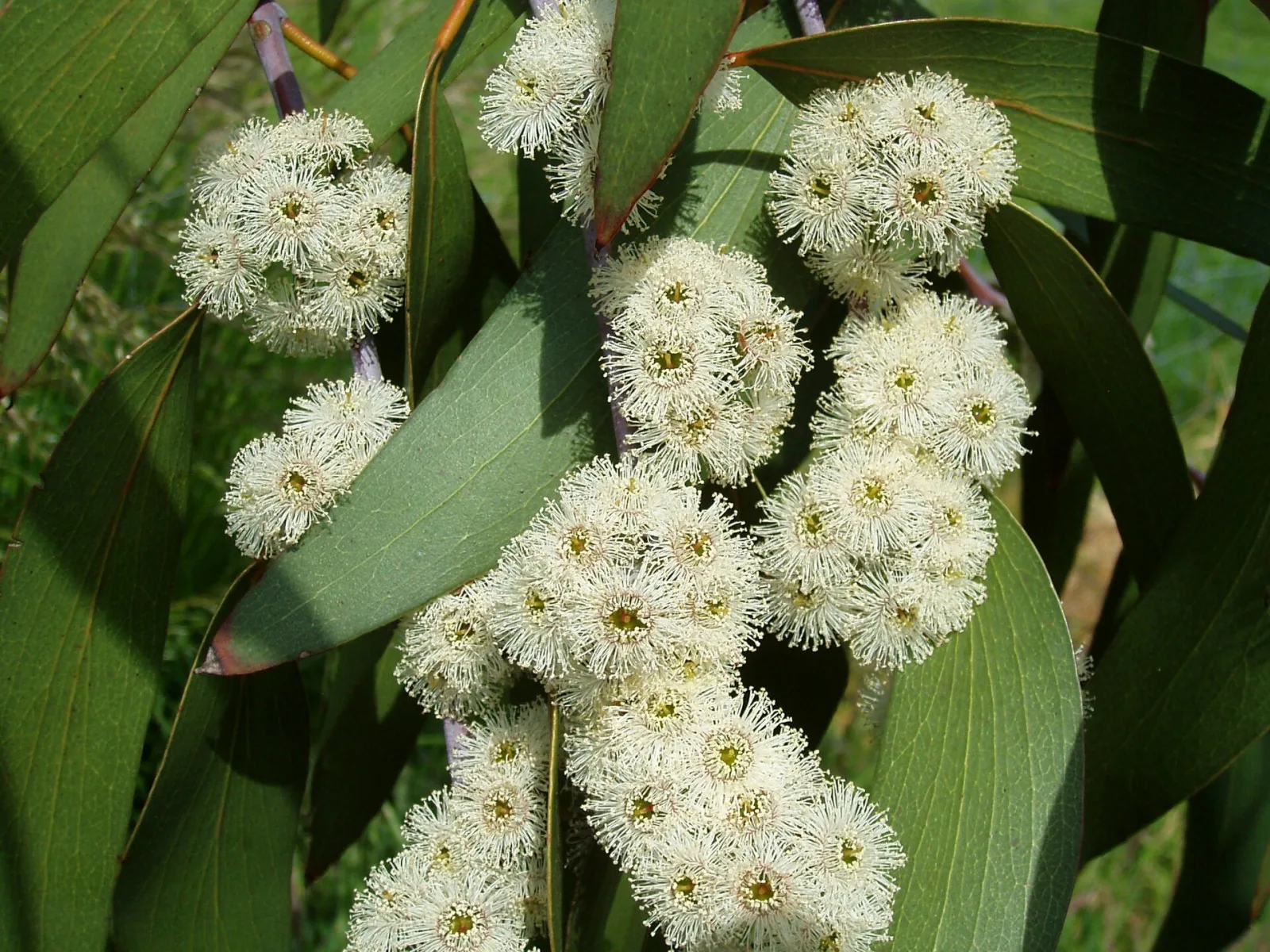 Eucalyptus pauciflora subsp. niphophila