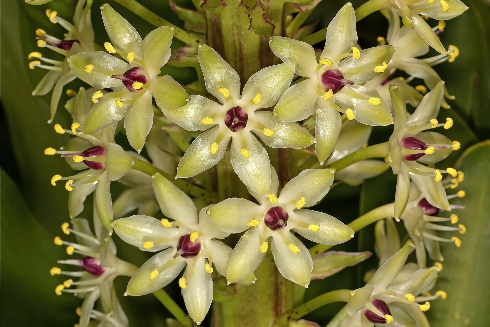 Eucomis pallidiflora