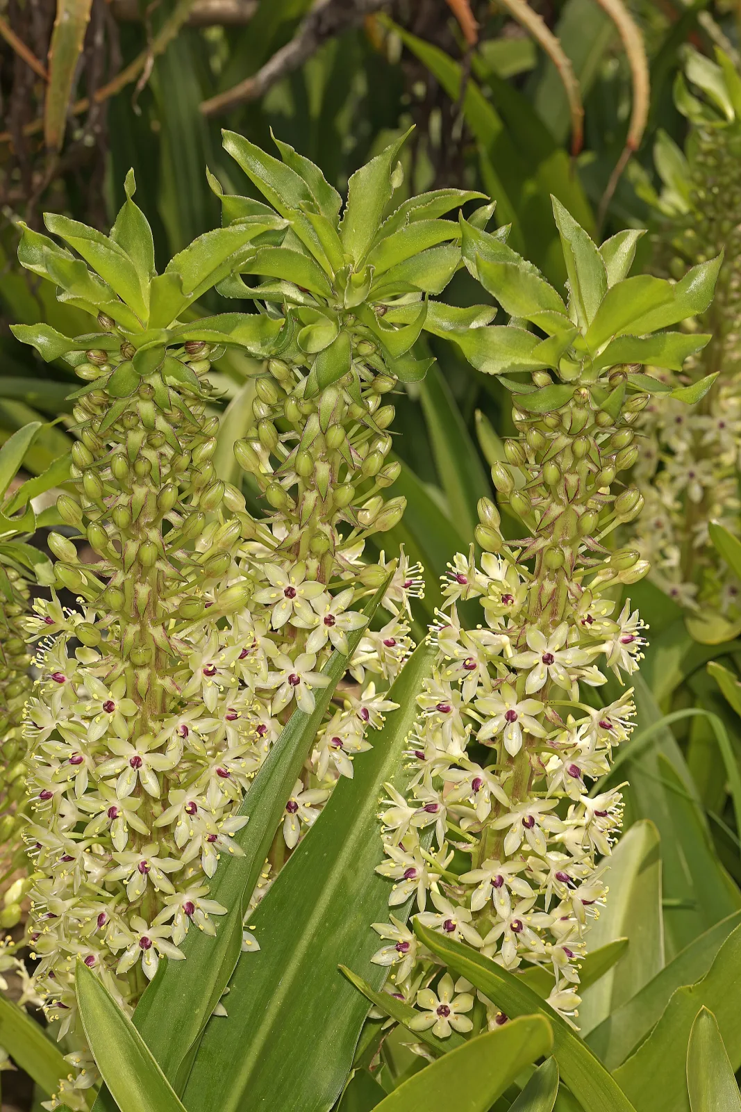 Eucomis pallidiflora